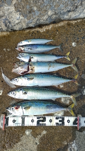 サバの釣果