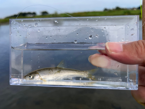 ウグイの釣果