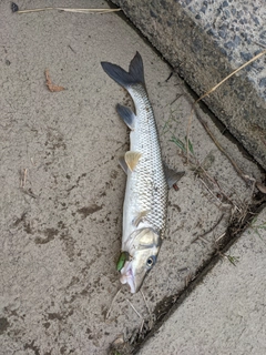 ニゴイの釣果