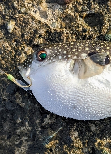 フグの釣果