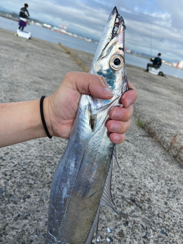 タチウオの釣果