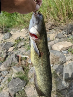 ナマズの釣果