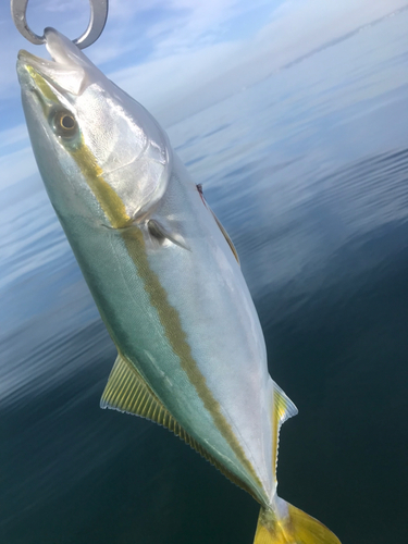 イナダの釣果