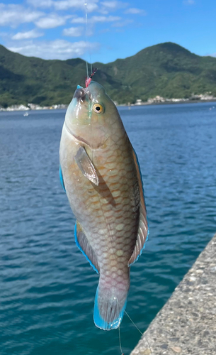 アオブダイの釣果