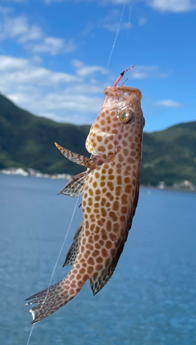 オオモンハタの釣果