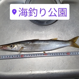 カマス