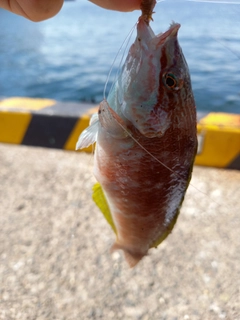 アカササノハベラの釣果