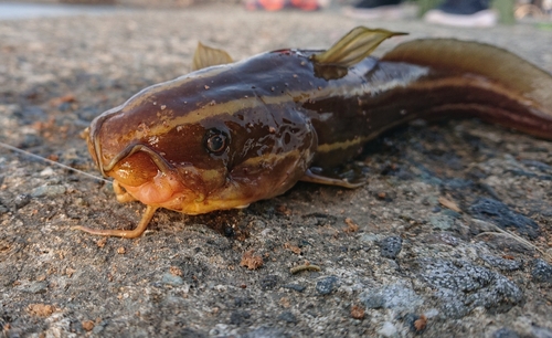 ゴンズイの釣果