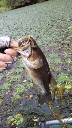 ブラックバスの釣果