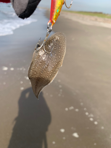 シタビラメの釣果