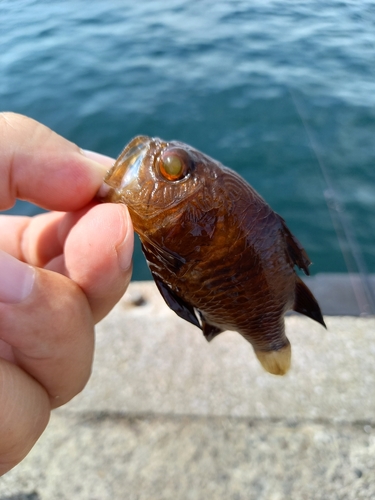 クロイシモチの釣果