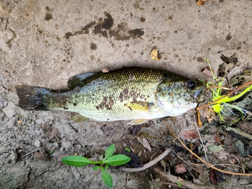 ラージマウスバスの釣果