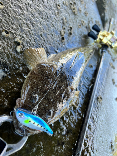 マゴチの釣果