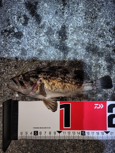 クロソイの釣果