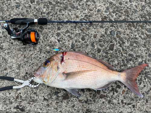 タイの釣果