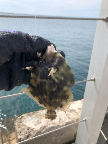 カワハギの釣果