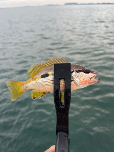 ヨコスジフエダイの釣果