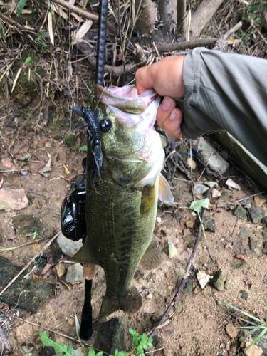 ラージマウスバスの釣果