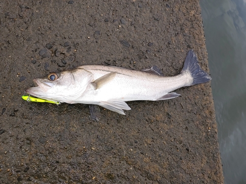 セイゴ（マルスズキ）の釣果