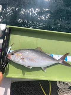 ショゴの釣果