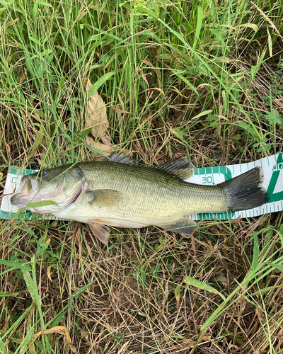 ラージマウスバスの釣果