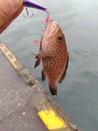 オオモンハタの釣果