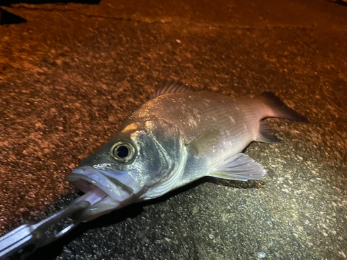 セイゴ（ヒラスズキ）の釣果