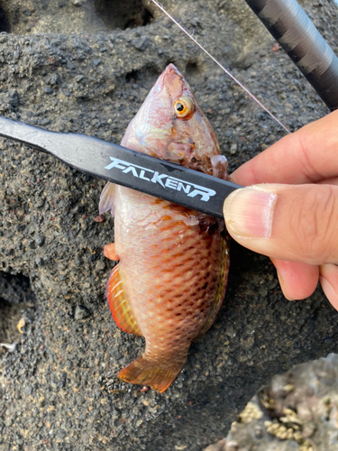 ホシササノハベラの釣果