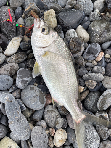 クロサギの釣果