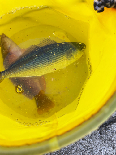 タカベの釣果