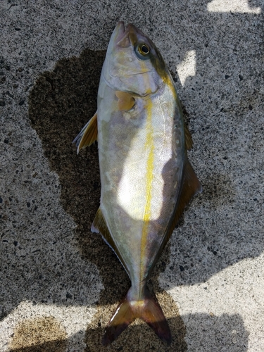 ショゴの釣果