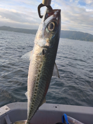 ゴマサバの釣果