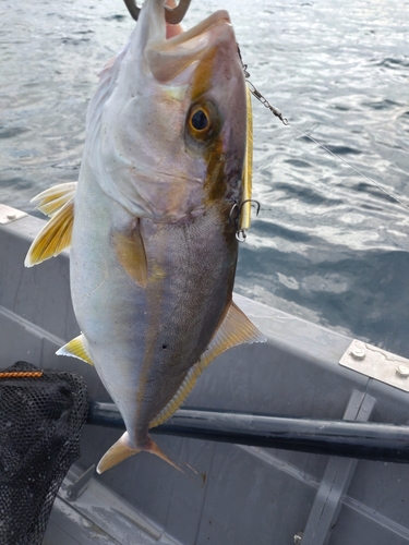 ショゴの釣果