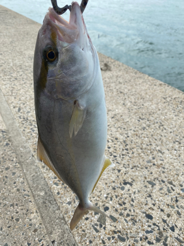 ネリゴの釣果