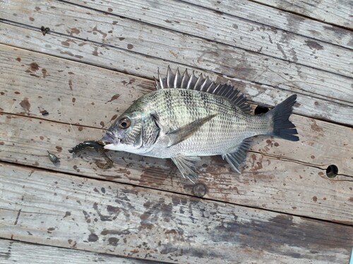 クロダイの釣果