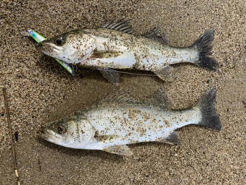 スズキの釣果