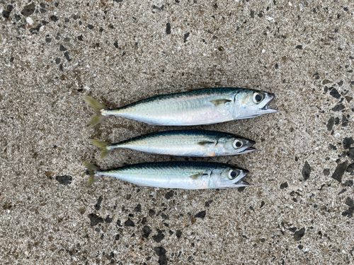 サバの釣果