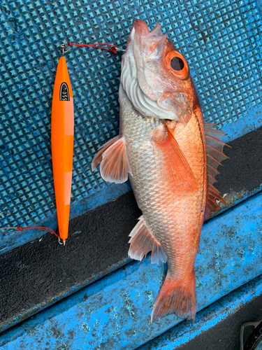 アカムツの釣果