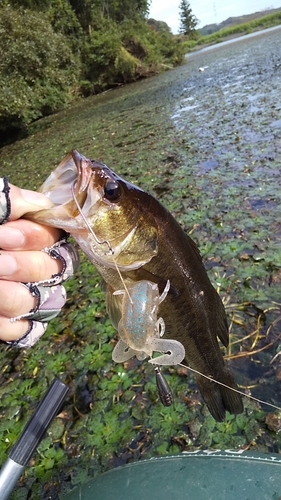 ブラックバスの釣果