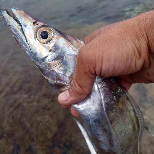 タチウオの釣果