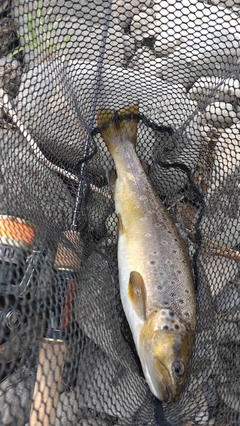 ブラウントラウトの釣果