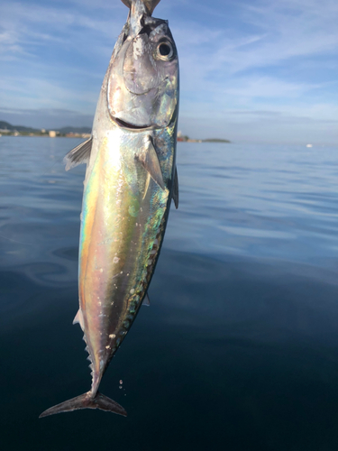 ソウダガツオの釣果