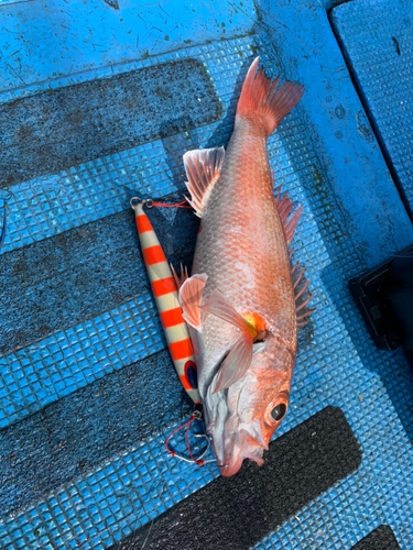 アカムツの釣果