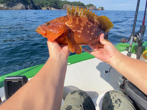 アコウの釣果