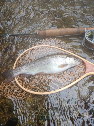 ニジマスの釣果