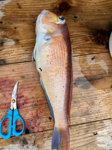 アマダイの釣果