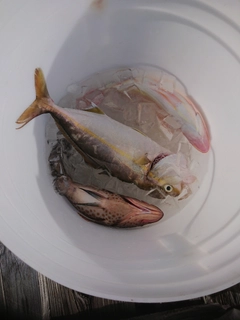 カンパチの釣果