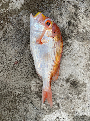 レンコダイの釣果