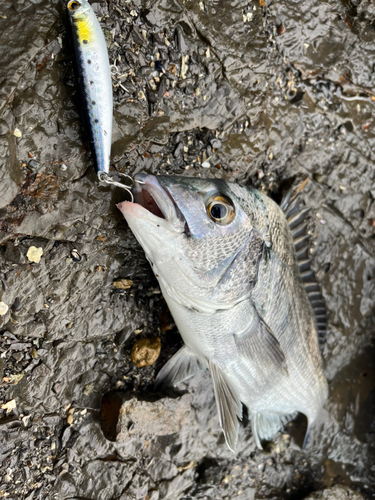 チヌの釣果