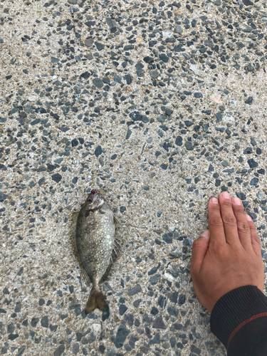 バリの釣果